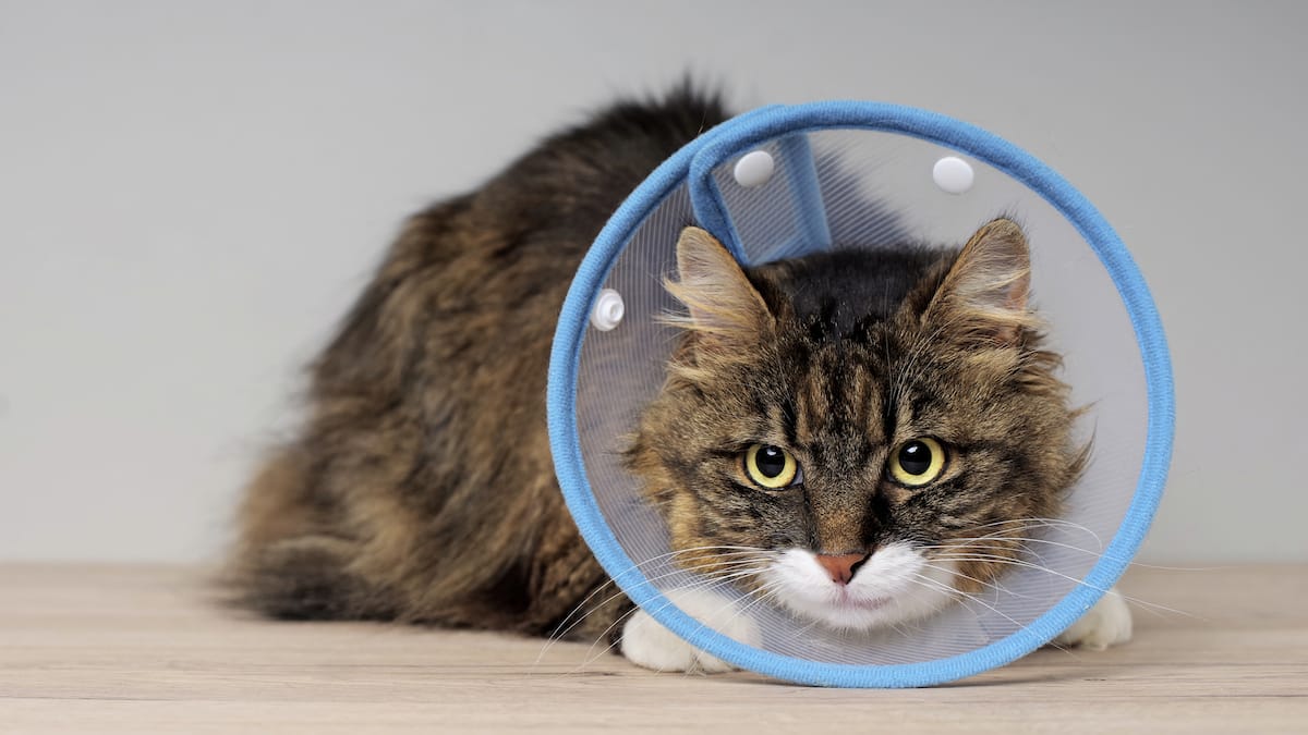 Collares y Conos De Recuperación Para Gatos