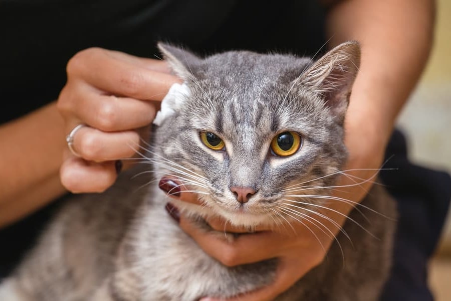 Cuidado Del Oído De Gatos