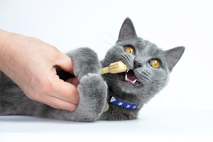 Cuidado Dental Para Gatos