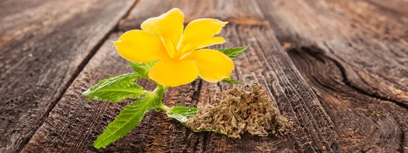 Damiana - The Red Vitamin MX - {{ shop.shopifyCountryName }}