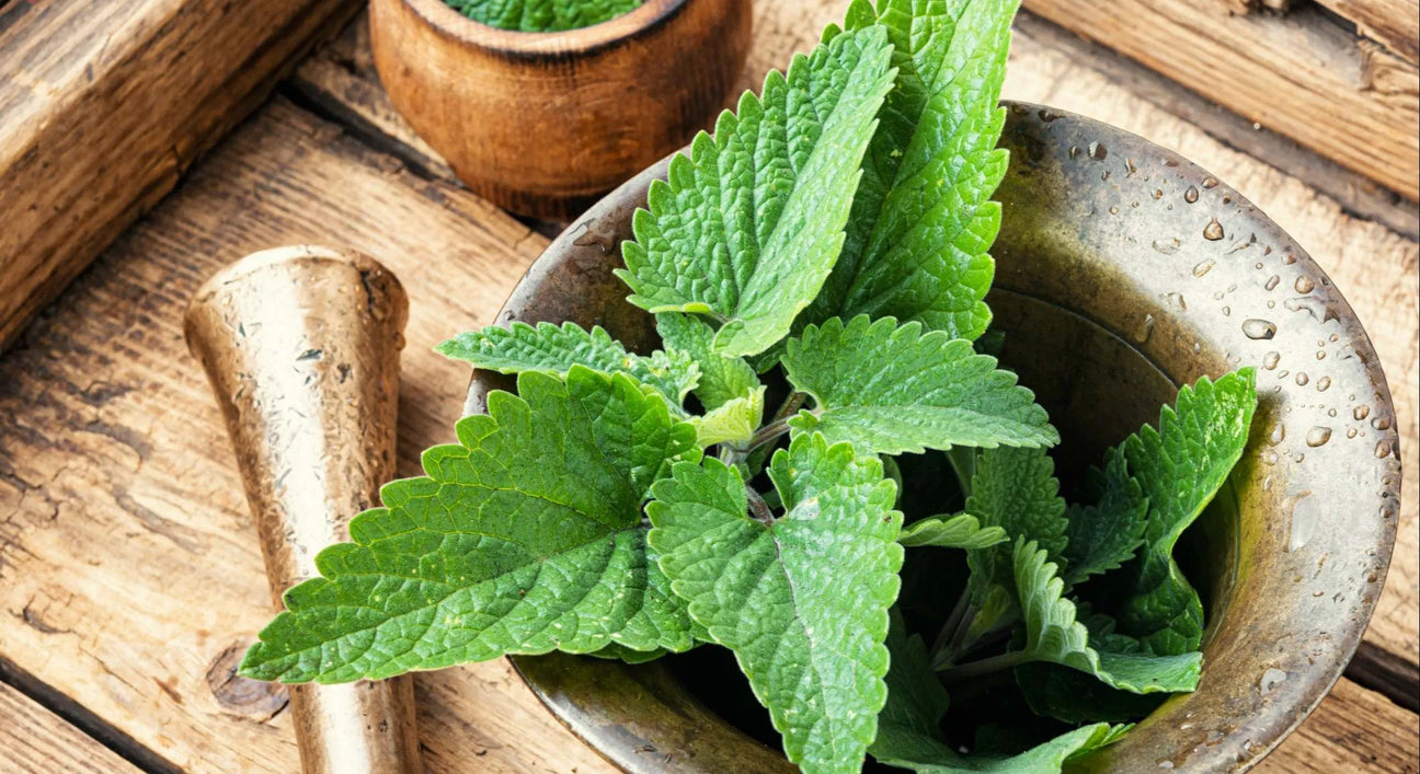 Extracto De Bálsamo De Limón - The Red Vitamin MX - {{ shop.shopifyCountryName }}