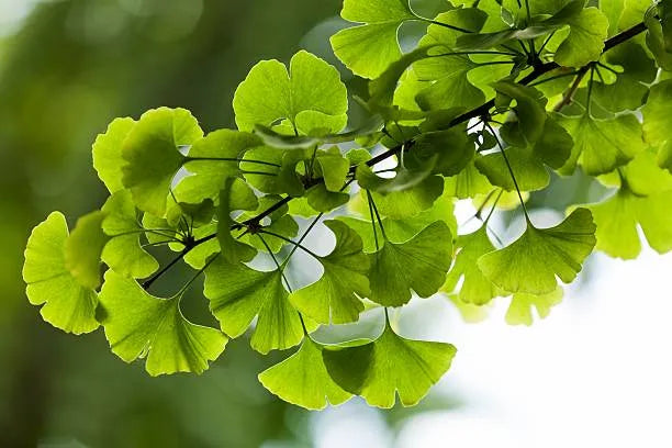 Ginkgo Biloba - The Red Vitamin MX - {{ shop.shopifyCountryName }}
