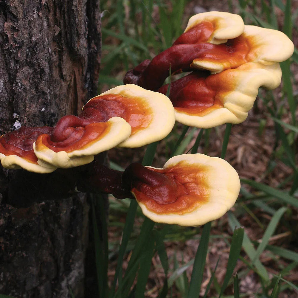 Hongo Reishi - The Red Vitamin MX - {{ shop.shopifyCountryName }}
