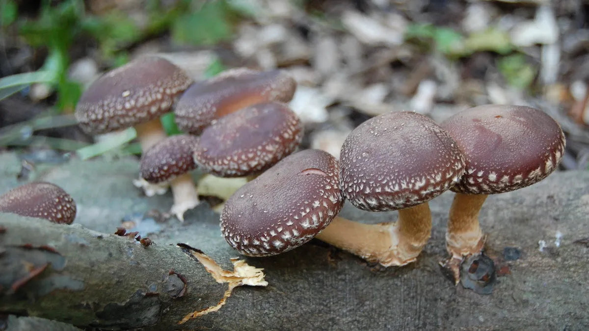 Hongo Shiitake - The Red Vitamin MX - {{ shop.shopifyCountryName }}