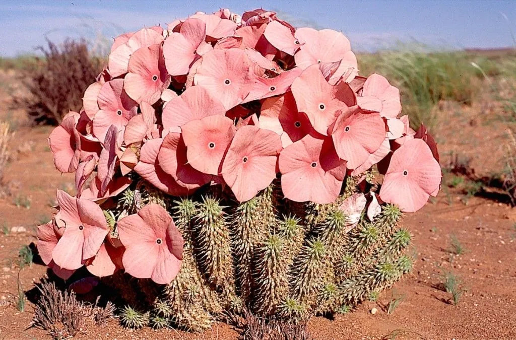 Hoodia Gordonii - The Red Vitamin MX - {{ shop.shopifyCountryName }}