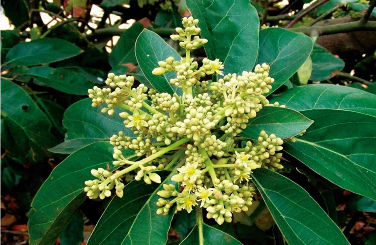 Muira Puama - The Red Vitamin MX - {{ shop.shopifyCountryName }}