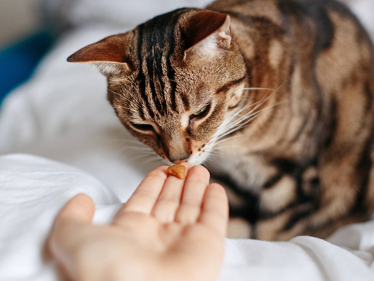 Multivitamínicos Para Gatos