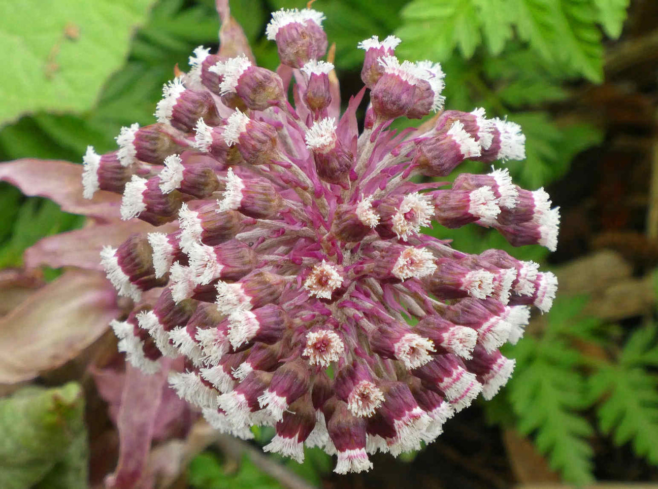 Petasita