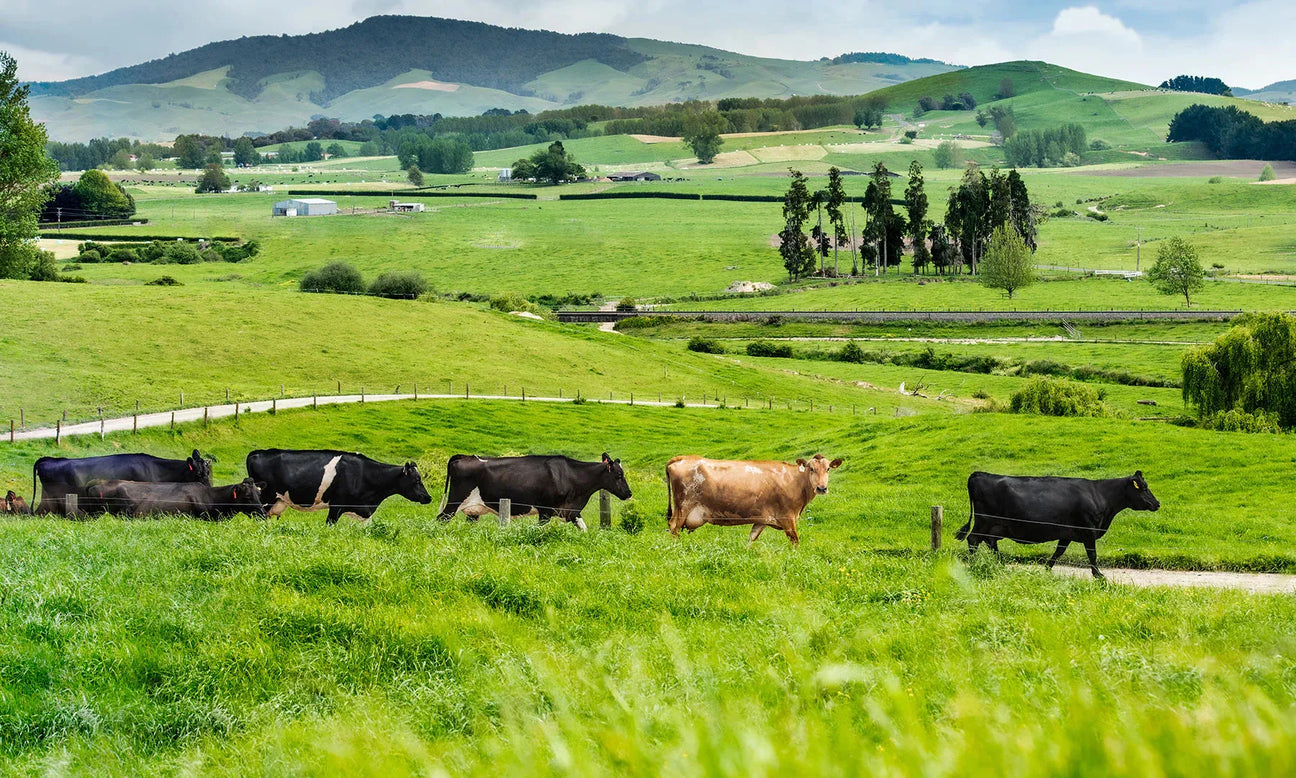 Proteína Alimentada Con Pasto - The Red Vitamin MX - {{ shop.shopifyCountryName }}