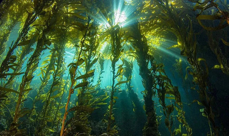 Quelpo - The Red Vitamin MX - {{ shop.shopifyCountryName }}