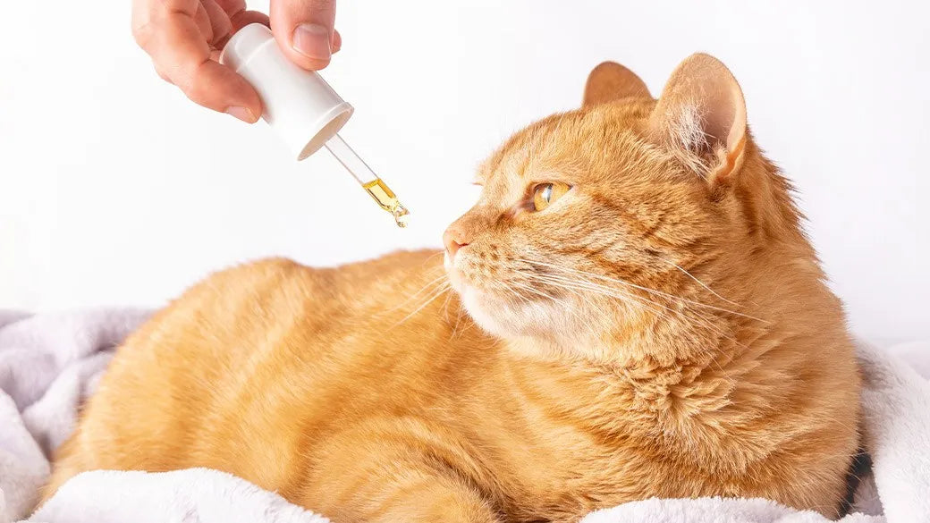 Relajantes Para Gatos