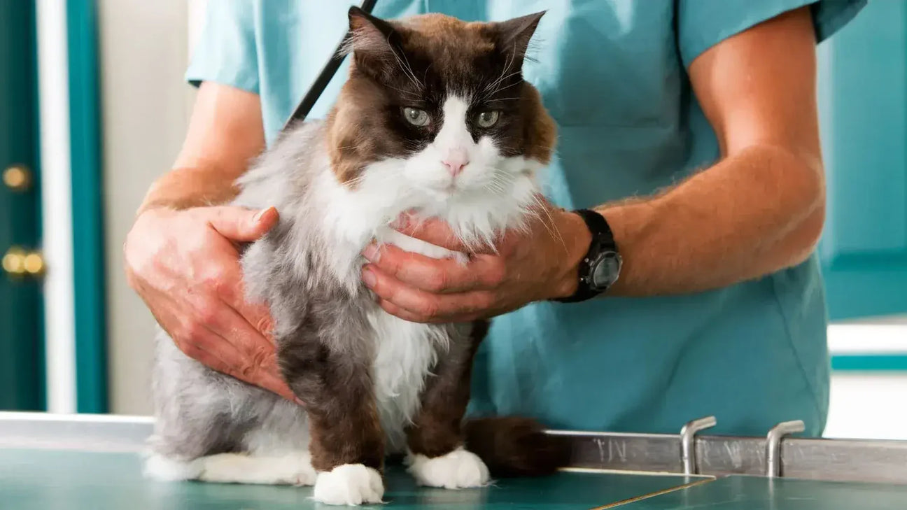 Remedios Para La Picazón De Gatos