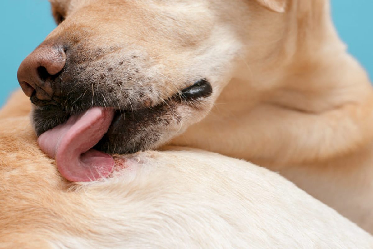 Remedios Para La Picazón De Perros