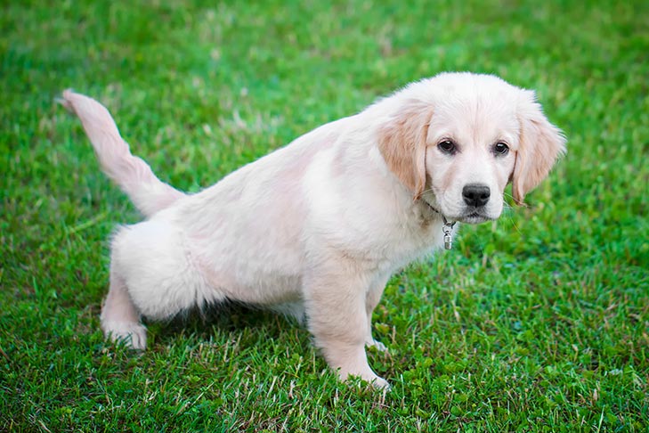 Salud De Tracto Urinario Para Perros