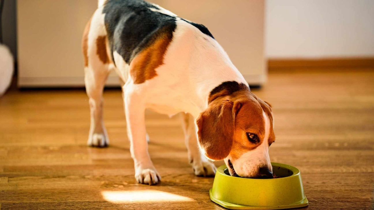 Salud Digestiva De Los Perros
