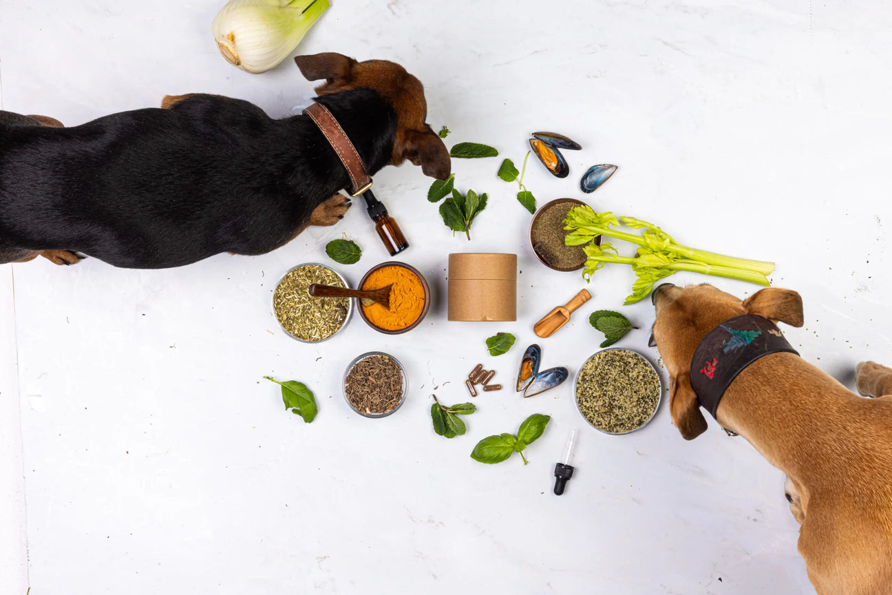 Suplementos Herbales Para Perros