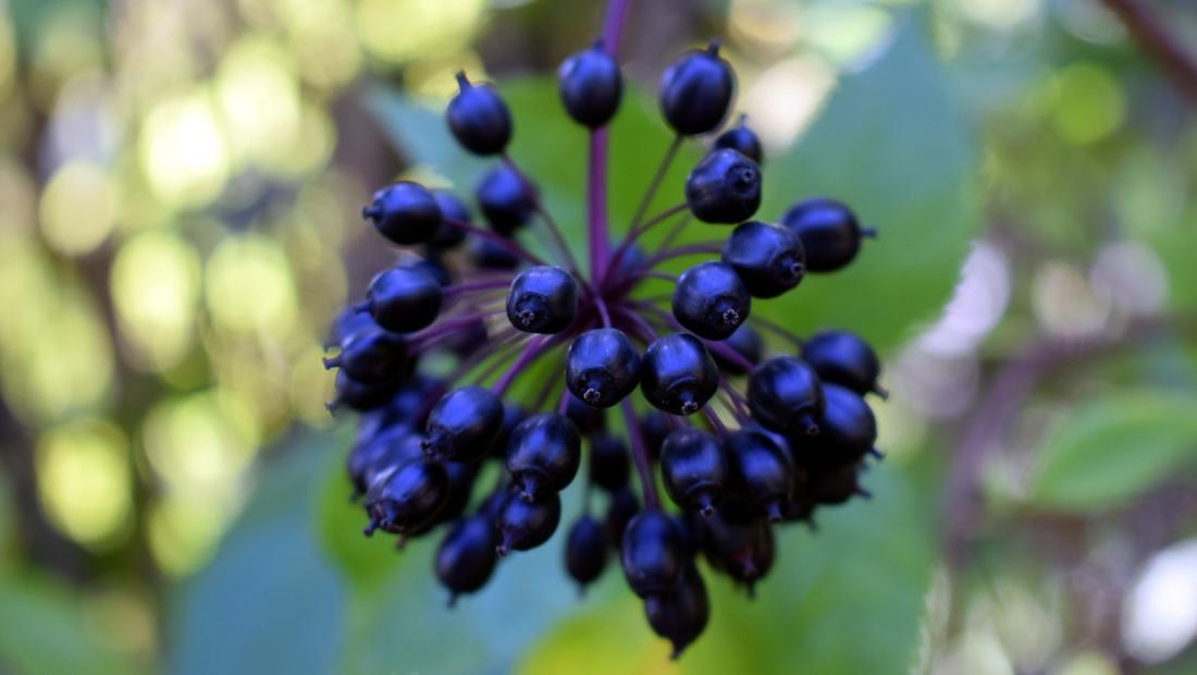 Eleutero Siberiano - The Red Vitamin MX - {{ shop.shopifyCountryName }}