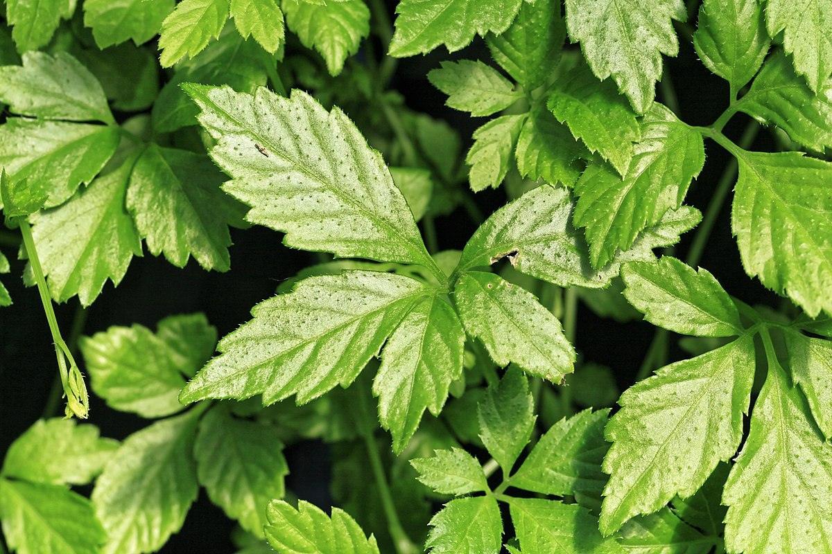 Jiaogulan - The Red Vitamin MX - {{ shop.shopifyCountryName }}