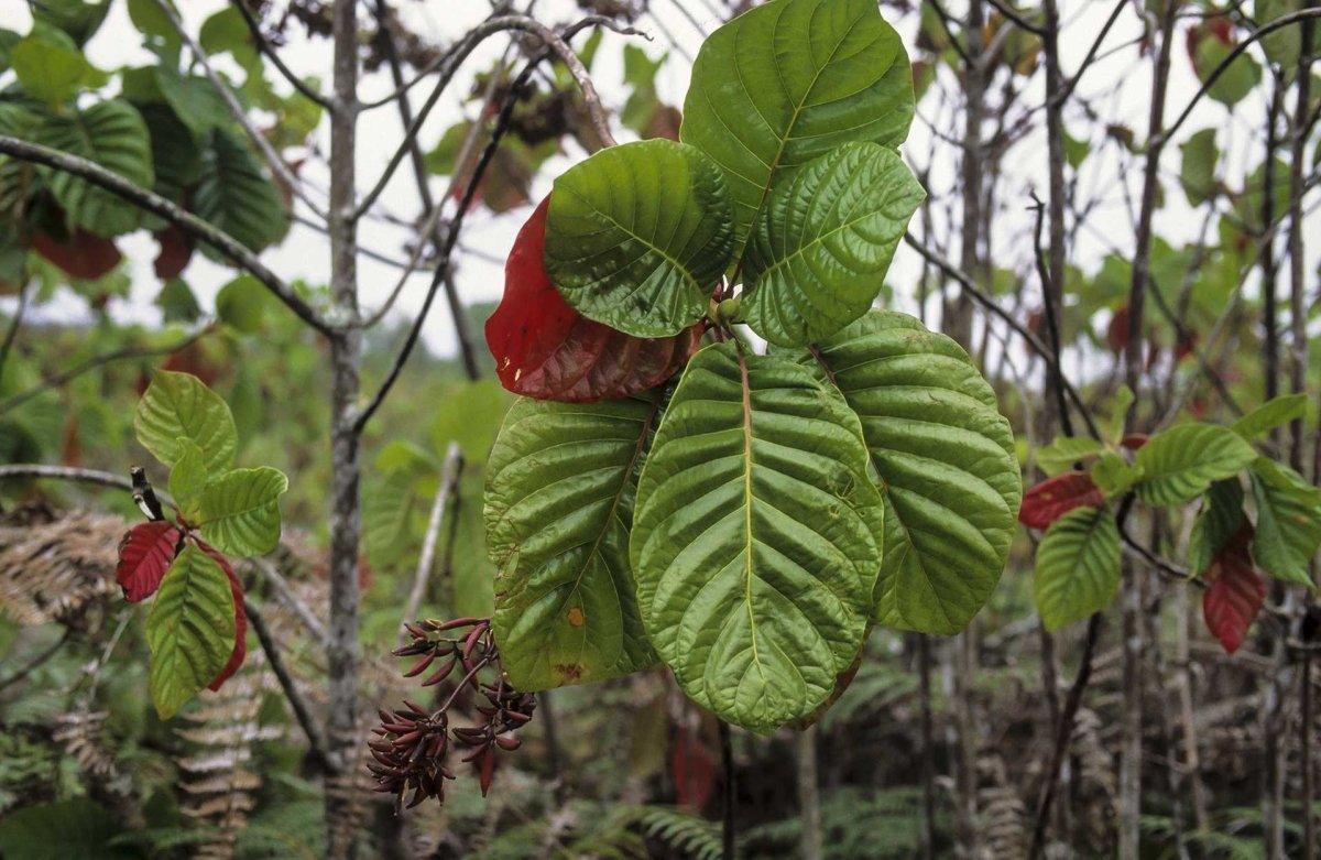 Quinina - The Red Vitamin MX - {{ shop.shopifyCountryName }}