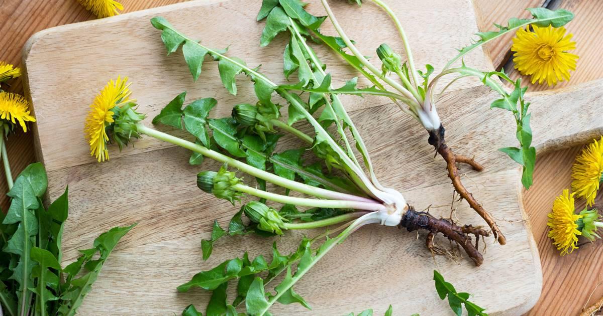 Raíz De Diente De León - The Red Vitamin MX - {{ shop.shopifyCountryName }}