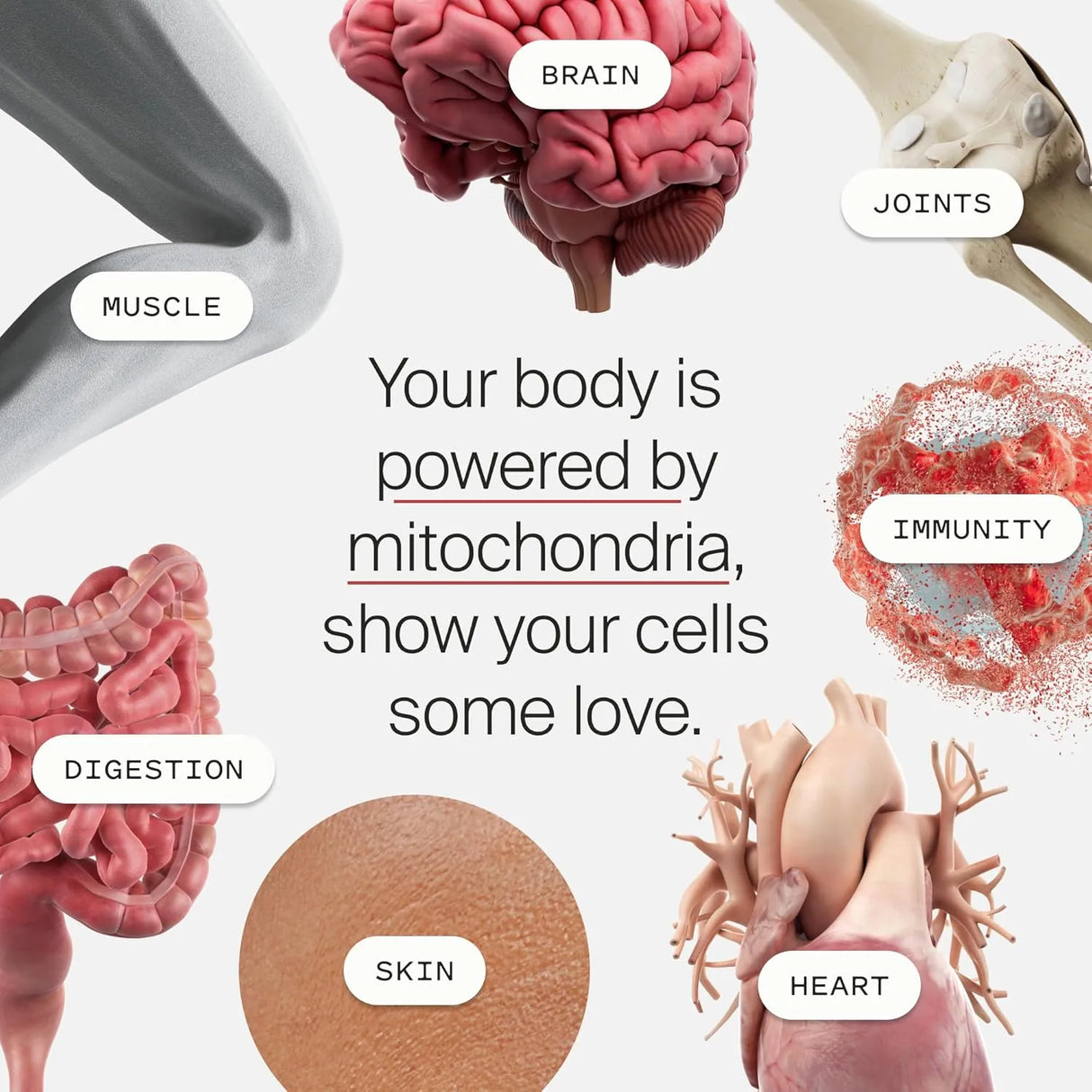 TIMELINE - Timeline Mitopure Urolithin A 60 Capsulas - The Red Vitamin MX - Suplementos Alimenticios - {{ shop.shopifyCountryName }}