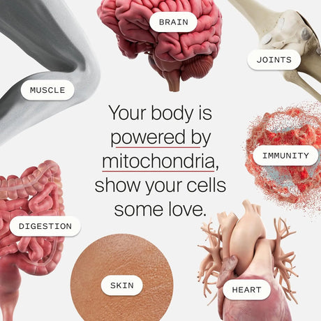 TIMELINE - Timeline Mitopure Urolithin A 60 Capsulas - The Red Vitamin MX - Suplementos Alimenticios - {{ shop.shopifyCountryName }}