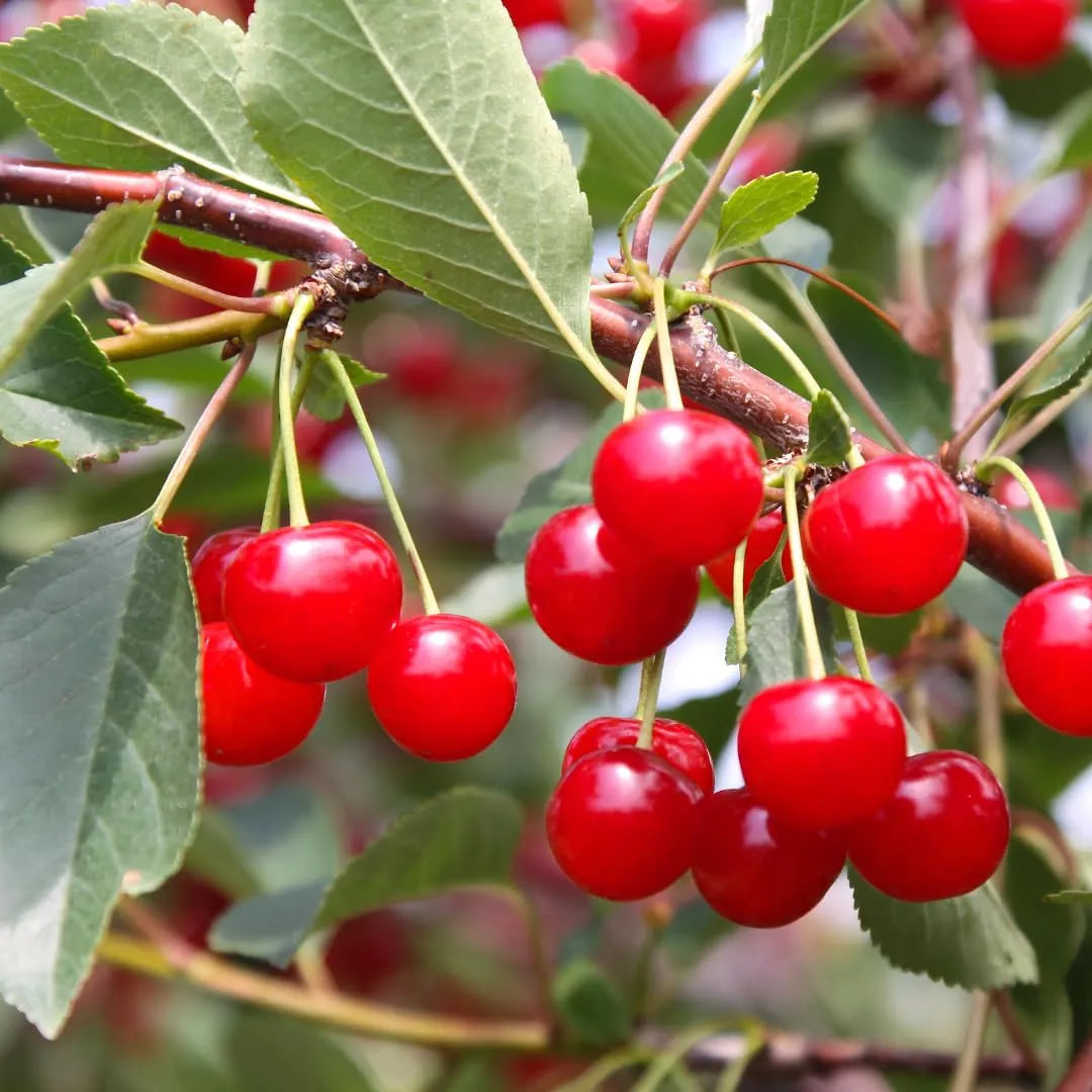 PURE ORIGINAL INGREDIENTS - Pure Original Ingredients Tart Cherry Extract 453Gr. - The Red Vitamin MX - Suplementos Alimenticios - {{ shop.shopifyCountryName }}