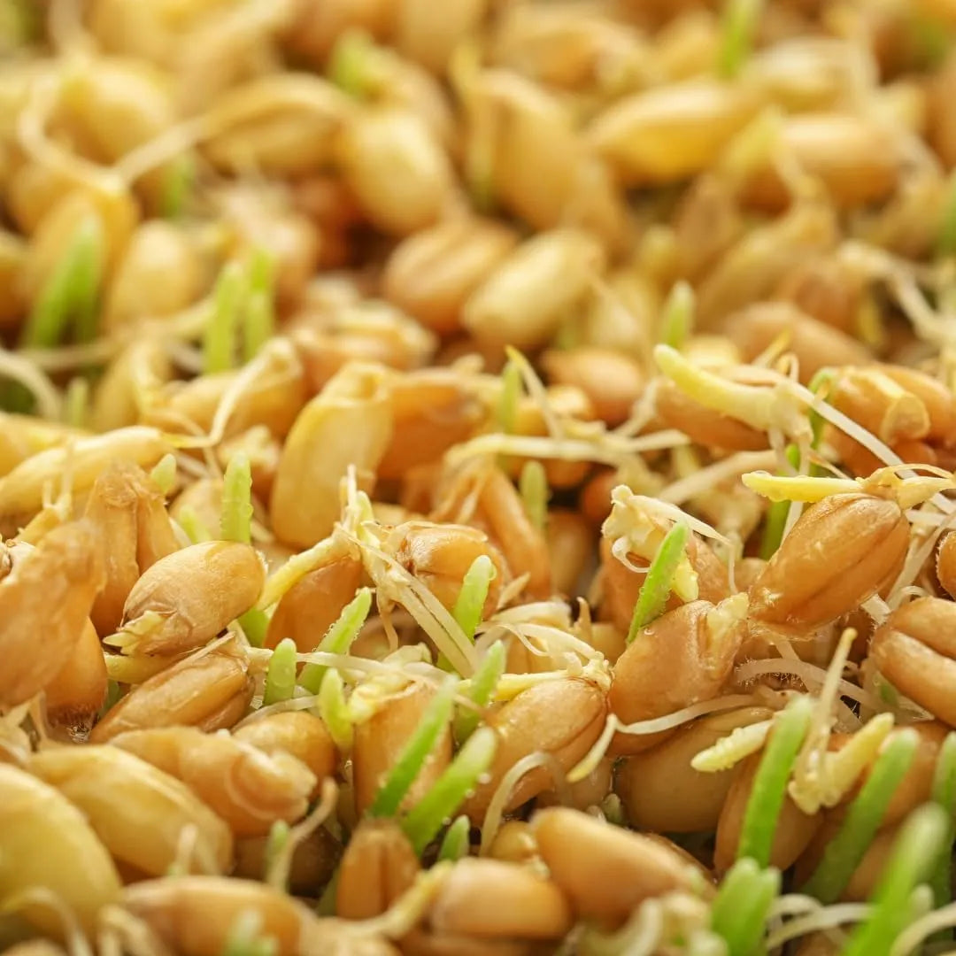 JOVVILY - Jovvily Wheat Grass Powder 16 Oz. - The Red Vitamin MX - Suplementos Alimenticios - {{ shop.shopifyCountryName }}