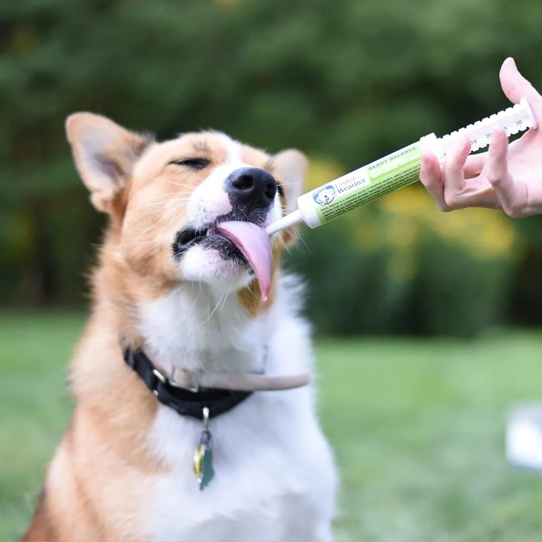 UNDER THE WEATHER PET - Under the Weather Pet Oral Probiotic and Prebiotic Gel - The Red Vitamin MX - Probióticos Para Perros - {{ shop.shopifyCountryName }}