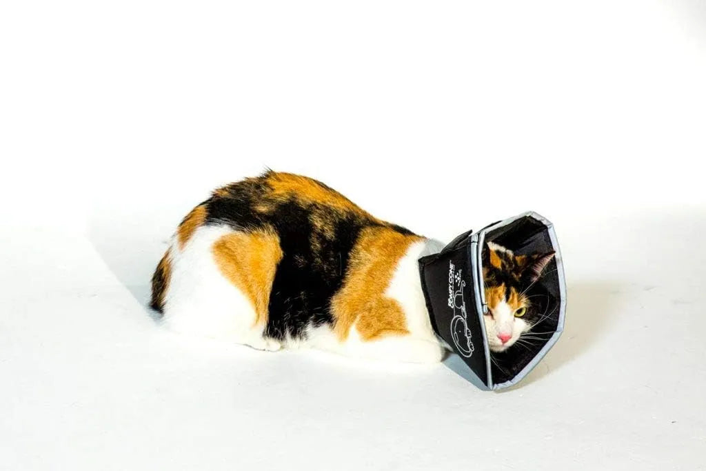 ALL FOUR PAWS - All Four Paws Comfy Cone Pet Cone for Dogs BLACK SMALL - The Red Vitamin MX - Collares y Conos De Recuperación Para Perros - {{ shop.shopifyCountryName }}