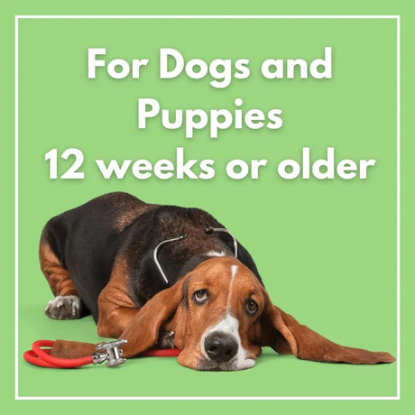 BARKOS - BARKOS Dog Ear Cleaner Wipes 100 Toallitas - The Red Vitamin MX - Cuidado Del Oído De Perros - {{ shop.shopifyCountryName }}