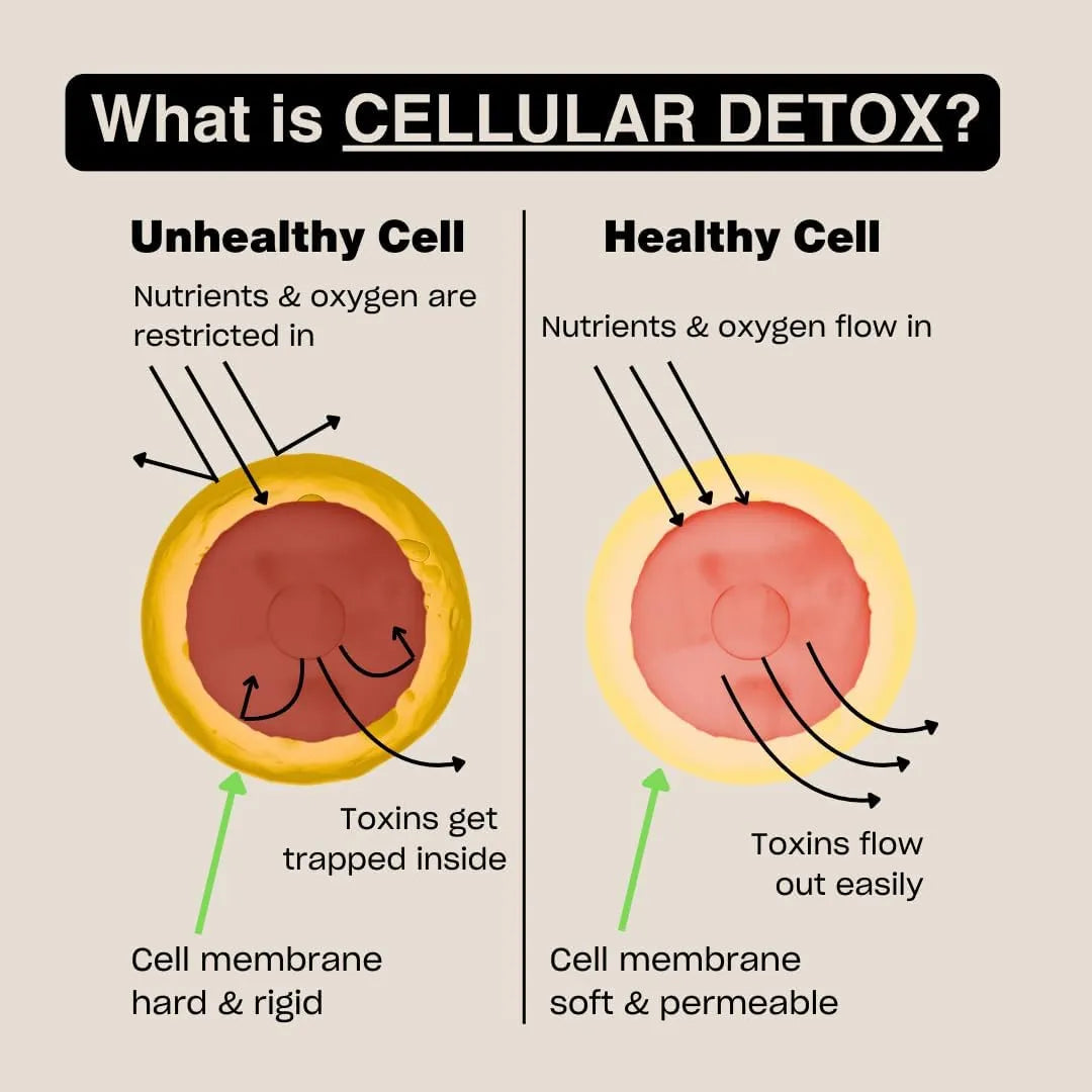 HUMAN IMPROVEMENT - Human Improvement MSM Cellular Detox 256Gr. - The Red Vitamin MX - Suplementos Alimenticios - {{ shop.shopifyCountryName }}