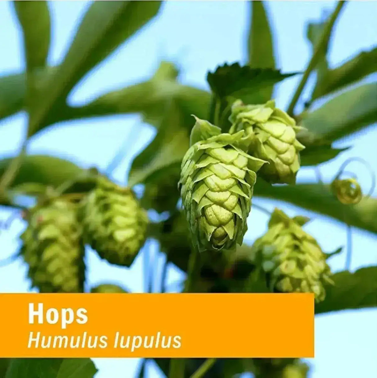 HERB PHARM - Herb Pharm Certified Organic Hops Liquid Extract 1 Fl.Oz. - The Red Vitamin MX - Suplementos Alimenticios - {{ shop.shopifyCountryName }}