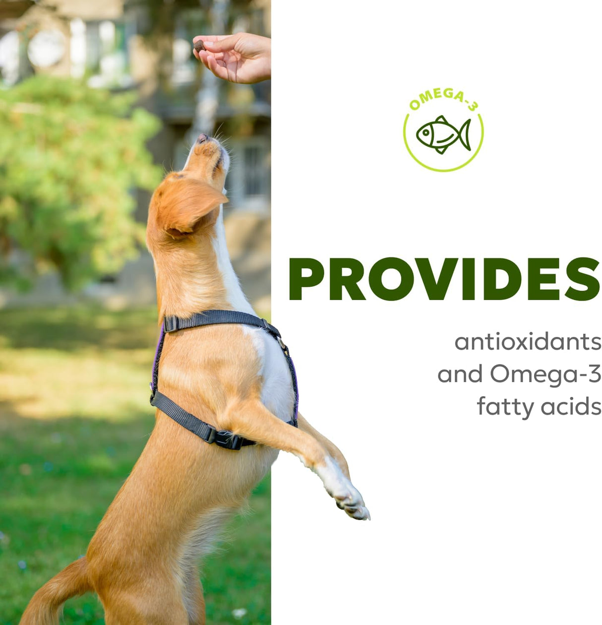 Wholesome Pet Wags Skin & Coat Soft Chews 60 Masticables