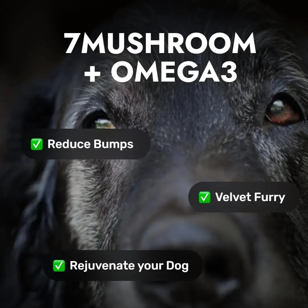 PET'S THE NEW KIDS - Pet's: The New Kids 7 Mushroom Blend Supplement for Dogs 170Gr. - The Red Vitamin MX - Suplementos Herbales Para Perros - {{ shop.shopifyCountryName }}