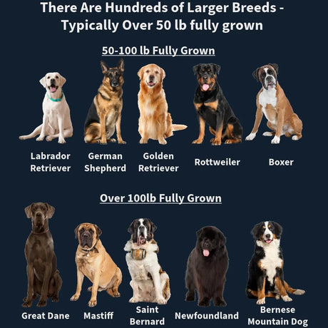 DOGLETICS - Dogletics Large Breed Daily Multivitamin Bacon Flavor 90 Masticables - The Red Vitamin MX - Multivitamínicos Para Perros - {{ shop.shopifyCountryName }}