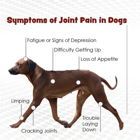 JOINT MAX - Joint Max TS Joint Supplement Vet Formulated 30 Masticables - The Red Vitamin MX - Cuidado De Cadera Y Articulaciones Para Perros - {{ shop.shopifyCountryName }}