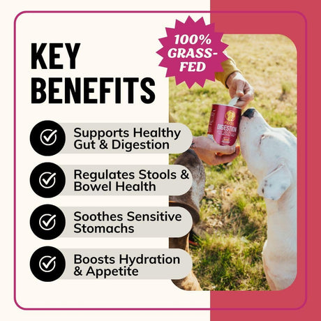 FIDO'S - Fido's Digestion Bone Broth for Dogs 60 Servicios 184Gr. - The Red Vitamin MX - Suplementos Herbales Para Perros - {{ shop.shopifyCountryName }}