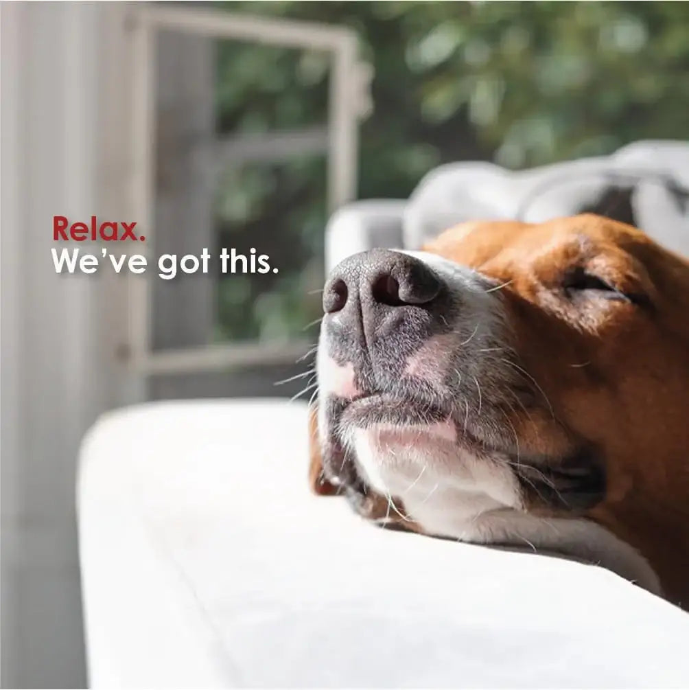 META VET - Mela-Vet Melatonin Calming Soft Chews for Dogs 120 Masticables - The Red Vitamin MX - Relajantes Para Perros - {{ shop.shopifyCountryName }}