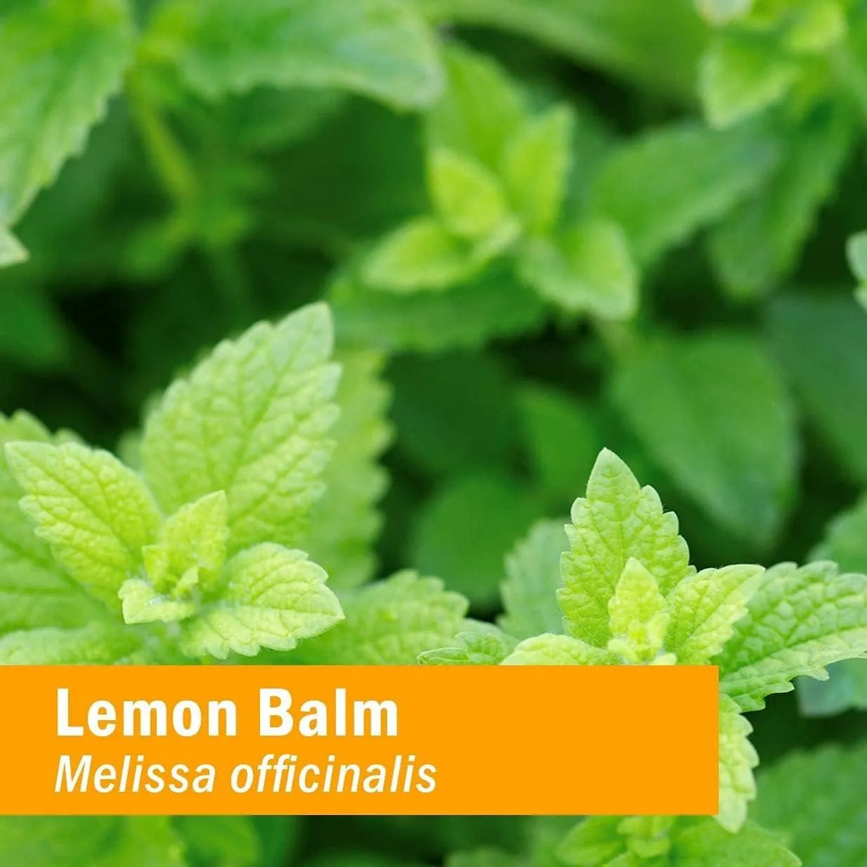 HERB PHARM - Herb Pharm Kids Certified-Organic Lemon Balm Calm Liquid Extract 30Ml. - The Red Vitamin MX - Suplementos Alimenticios - {{ shop.shopifyCountryName }}