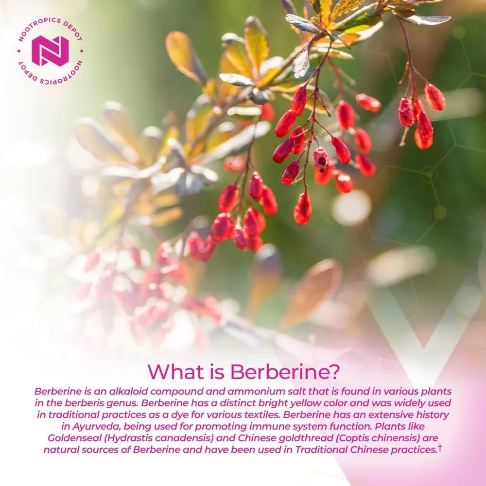 NOOTROPICS DEPOT - Nootropics Depot Berberine HCL + Silymarin 60 Capsulas - The Red Vitamin MX - Suplementos Alimenticios - {{ shop.shopifyCountryName }}