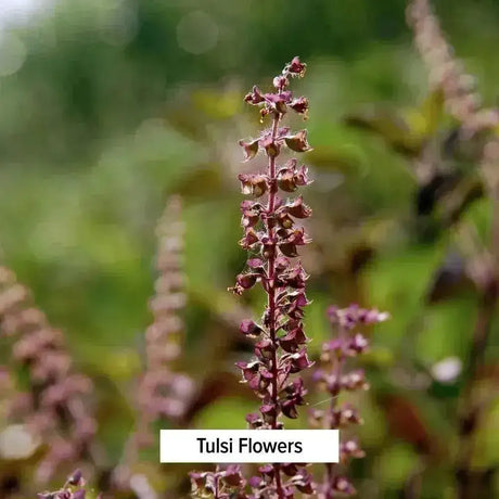 BANYAN - Banyan Botanicals Organic Tulsi Holy Basil 90 Tabletas - The Red Vitamin MX - Suplementos Alimenticios - {{ shop.shopifyCountryName }}