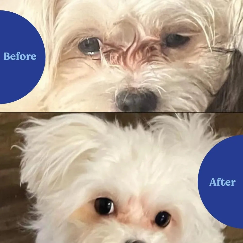 ANGELS' EYES - Angels’ Eyes Natural Tear Stain Prevention Chicken 120 Masticables - The Red Vitamin MX - Cuidado De Los Ojos De Los Perros - {{ shop.shopifyCountryName }}