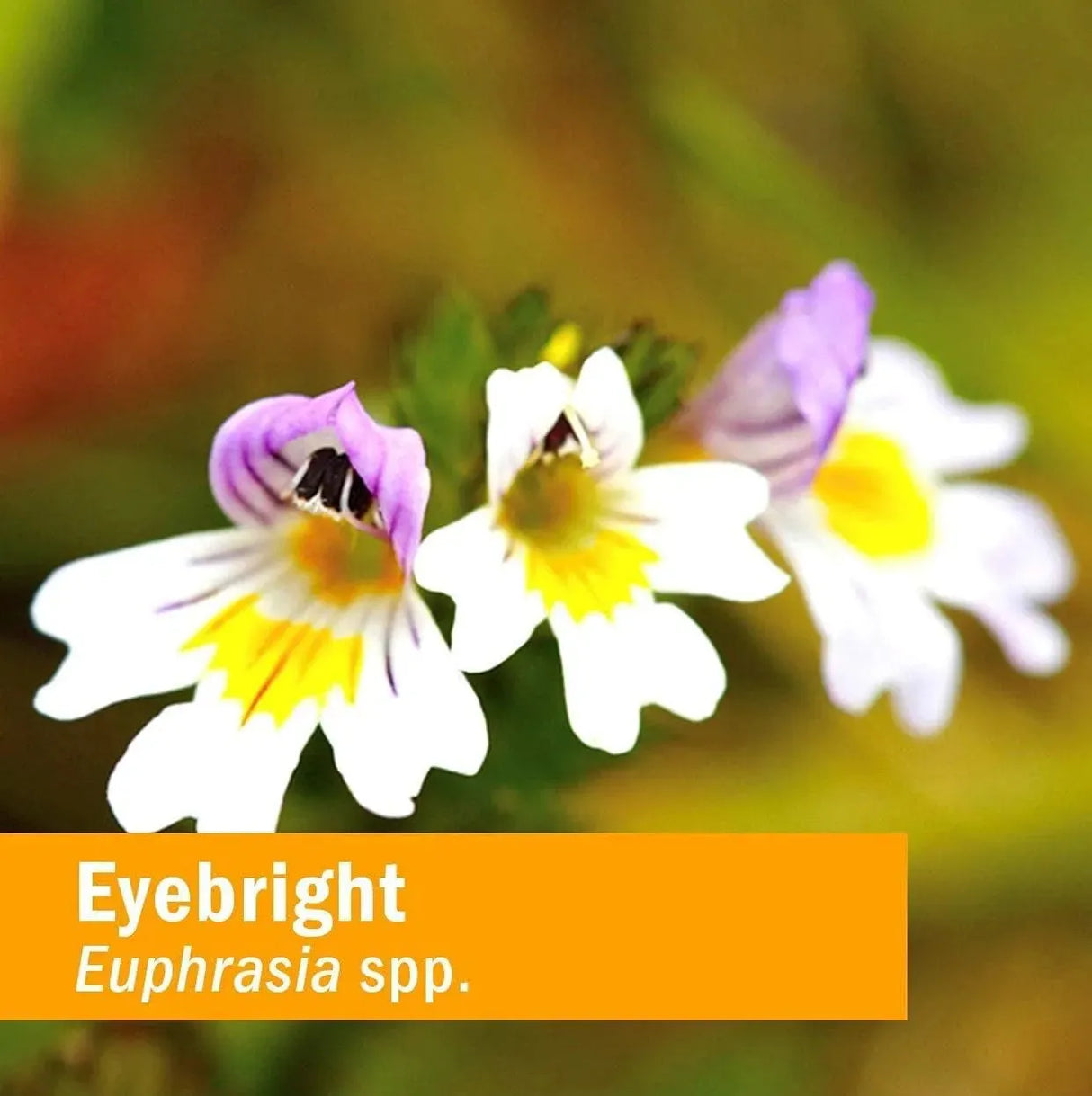 HERB PHARM - Herb Pharm Certified Organic Eyebright Liquid Extract 1 Fl.Oz. - The Red Vitamin MX - Suplementos Alimenticios - {{ shop.shopifyCountryName }}