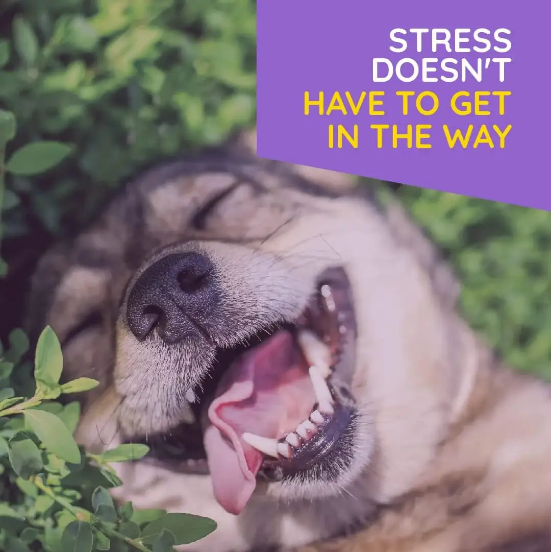 T-RELIEF - T-Relief Pet Calming for Dog & Cat Natural Comfort Remedy 90 Tabletas - The Red Vitamin MX - Relajantes Para Perros - {{ shop.shopifyCountryName }}