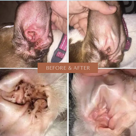 BARKOS - BARKOS Dog Ear Cleaner Wipes 100 Toallitas - The Red Vitamin MX - Cuidado Del Oído De Perros - {{ shop.shopifyCountryName }}