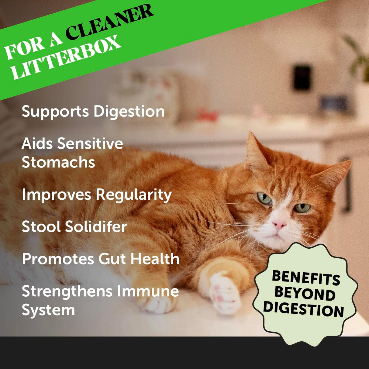 Pet Honesty Digestive Probiotic Powder Supplement for Cats 120 Servicios