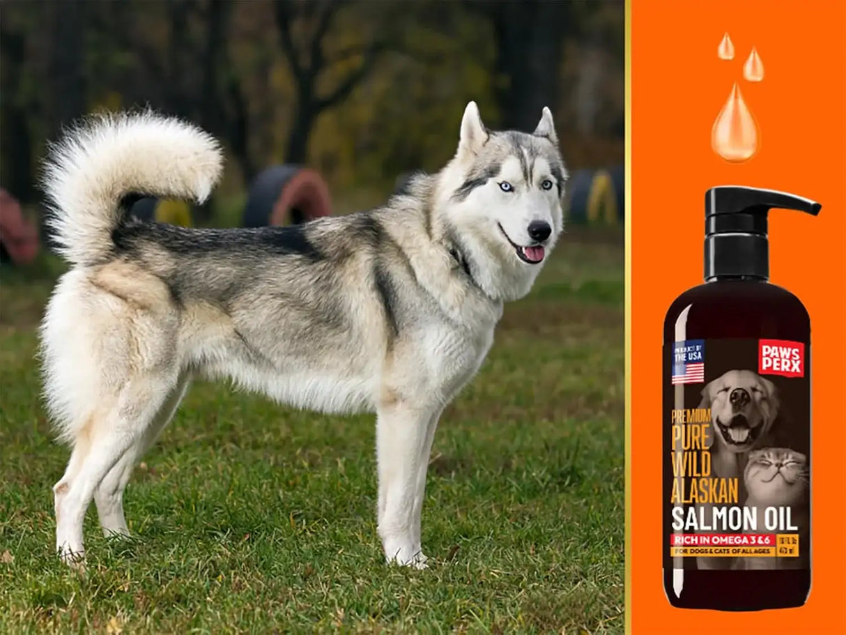 PAWS PERX - Paws PerX Premium-Pure Alaskan Salmon Oil 16 Fl.Oz. 2 Pack - The Red Vitamin MX - Aceite De Pescado Para Perros - {{ shop.shopifyCountryName }}