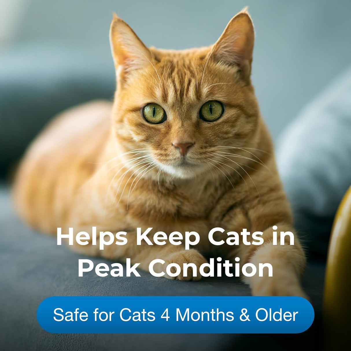 PetAg Vitamin & Mineral Gel Supplement for Cats 100Gr.