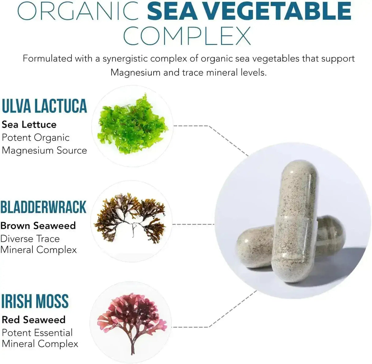 TRIQUETRA - Triquetra Health Plant Magnesium 250Mg. 60 Capsulas - The Red Vitamin MX - Suplementos Alimenticios - {{ shop.shopifyCountryName }}